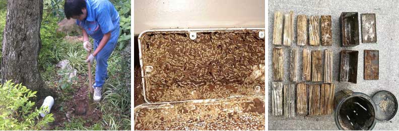 永盛虫控专业人士正在设置白蚁诱杀系统