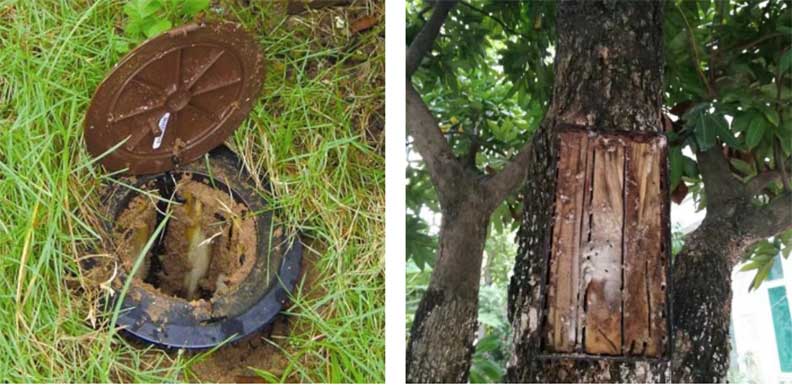 永盛虫控正在进行白蚁检测工作