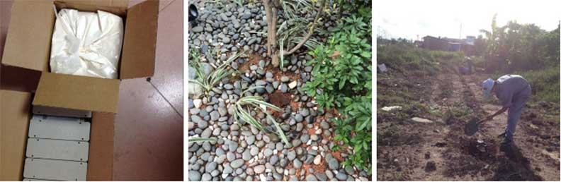 白蚁诱杀所使用的诱饵