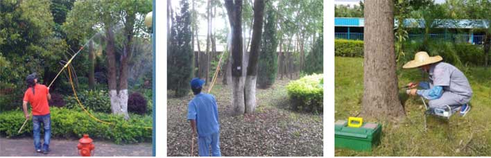 园林白蚁防治现场图1