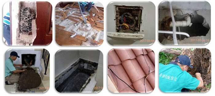 白蚁对房屋造成的危害