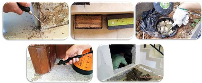 室内室外白蚁活体灭杀