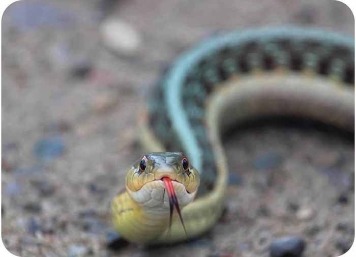 蛇类会给人类造成恐惧心理