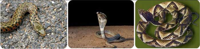 常见的3种科目蛇类