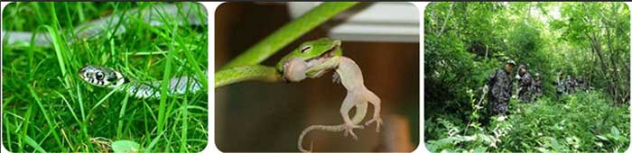 蛇类进入人类活动范围的原因