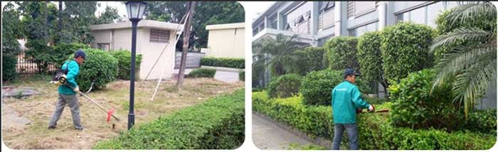 蛇类防治需要做好清除蛇类藏身地