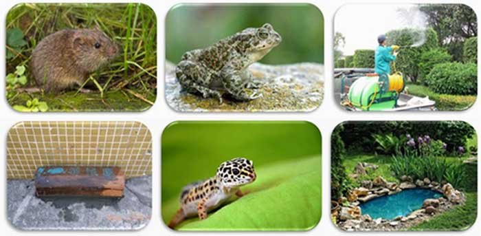 蛇类防治需要切断蛇类的食物链