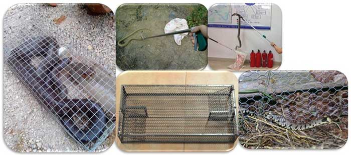 抓捕蛇类的方法