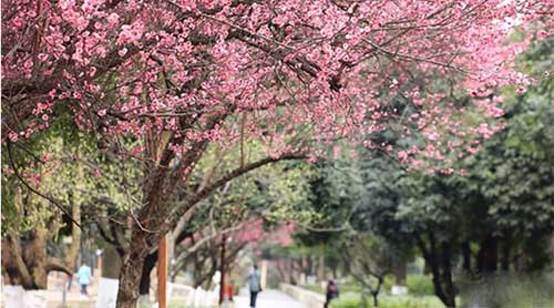 春天至，正式虫害严重时