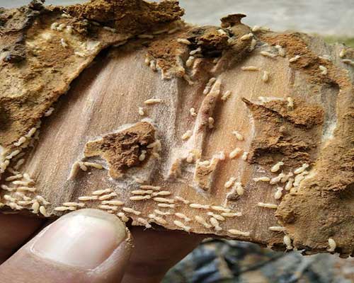 枯木是白蚁比较喜欢的隐藏场所