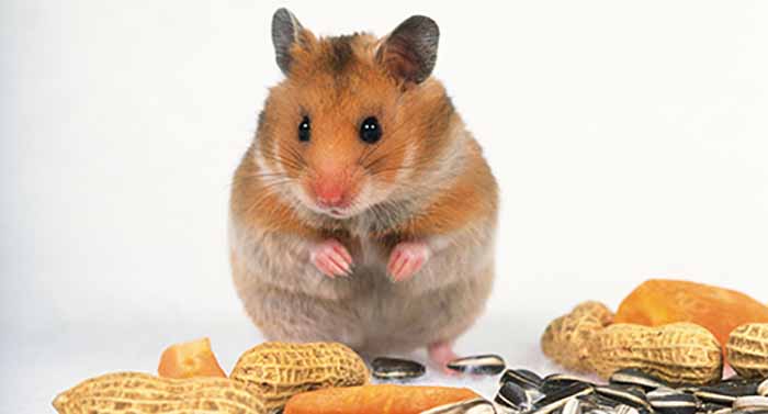 永盛虫控帮助人们有效解决老鼠危害问题