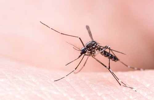 永盛虫控教你家庭蚊子防治方法