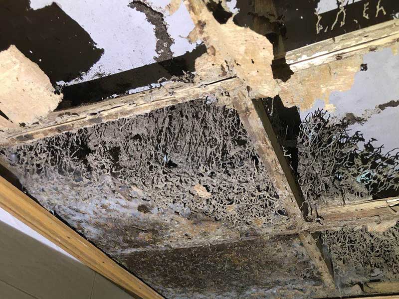 中山永盛虫控技术人员白蚁防治施工现场图2