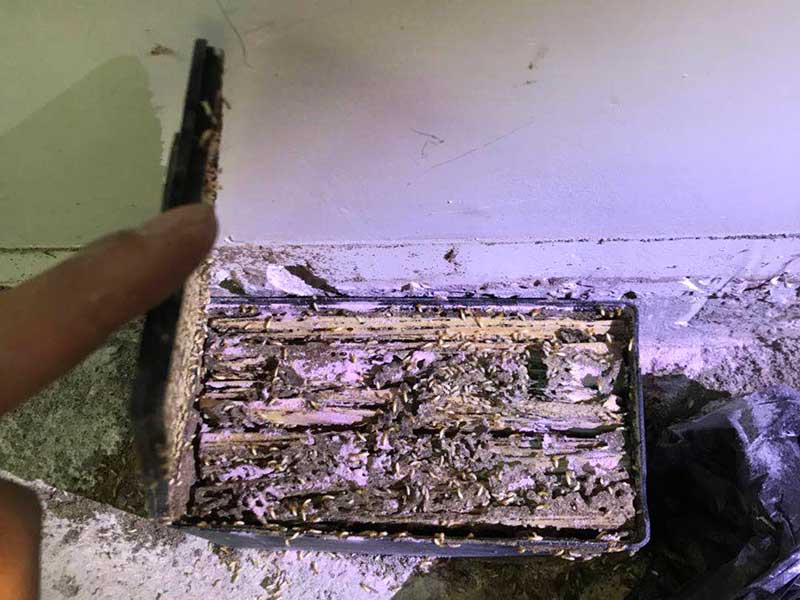 中山永盛虫控技术人员白蚁防治施工现场图3