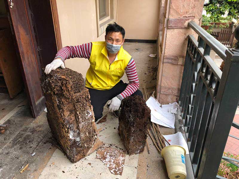 中山永盛虫控技术人员白蚁防治施工现场图4