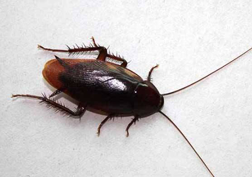 蟑螂作为四害之一，需要做好防治工作