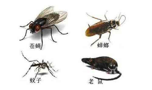 中山永盛虫害防治公司提供蚊子、蟑螂、苍蝇、老鼠防治服务