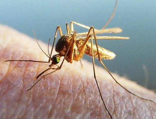蚊子危害防治