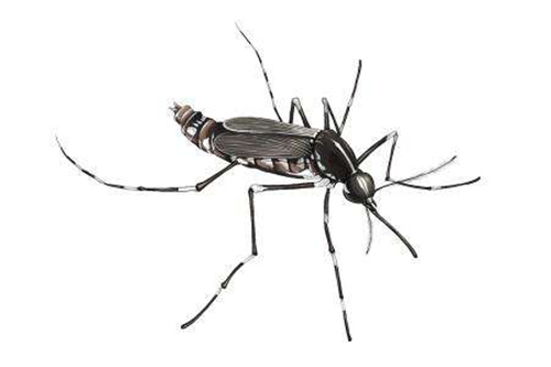 虫害问题解决，需要专业的虫害防治公司