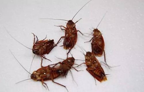 蟑螂虫害防治