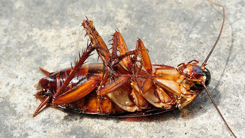 蟑螂虫害防治灭杀