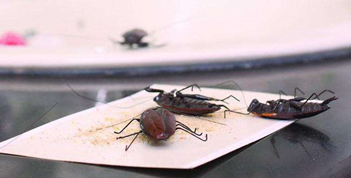 蟑螂虫害防治