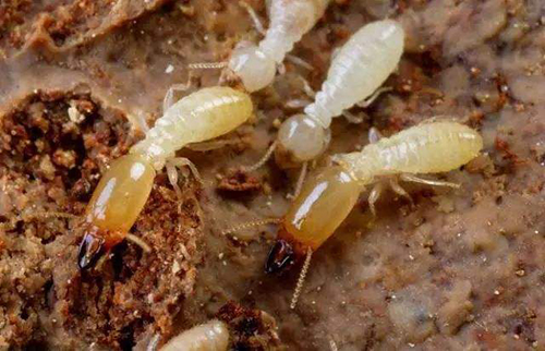 专业灭白蚁公司让家庭远离白蚁危害