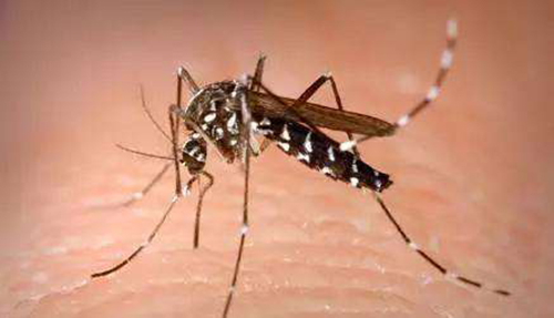 夏日蚊子虫害防治