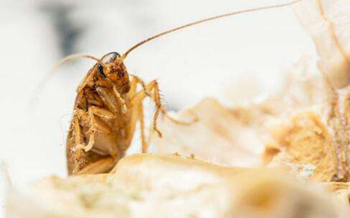 夏季蟑螂虫害防治