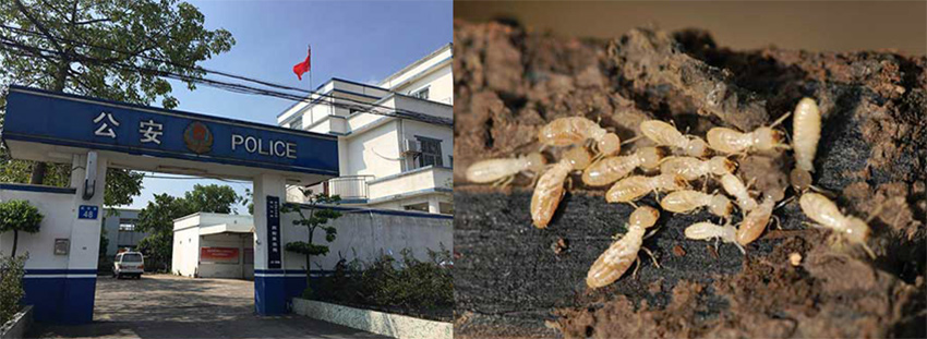 港口派出所白蚁防治施工