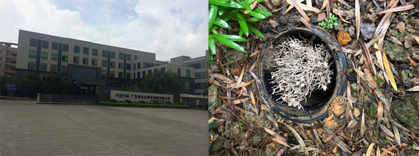 广东聚合有机硅材料有限公司白蚁防治施工服务