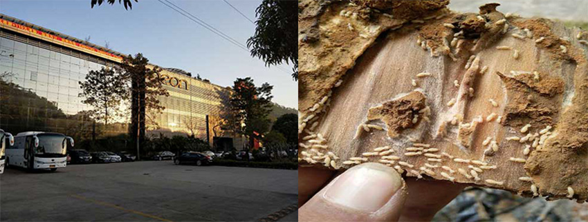 山水电子（中国）有限公司白蚁防治施工服务