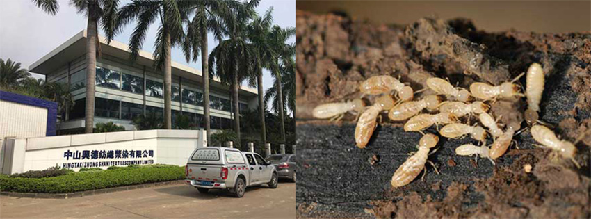 中山兴德纺织白蚁防治施工服务